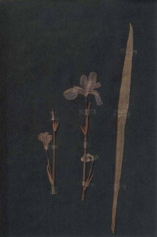 Paul Klee Herbarium